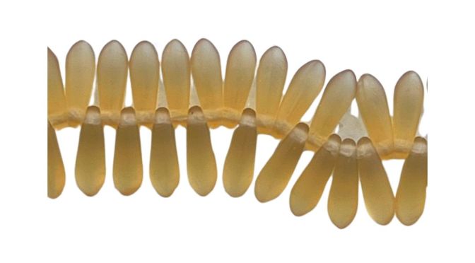 Dagger 3mm Matte Med Topaz Strand 100 bds aprox